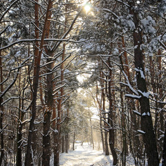 Январский лес