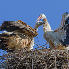 Незваный гость