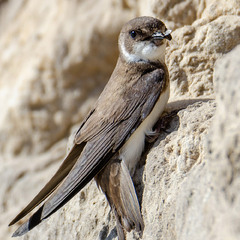 Береговушка-кормилец