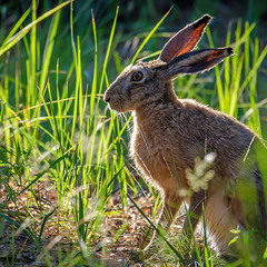 Ушастый в контровом свете