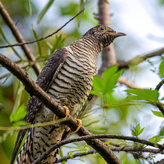 Стройняшка в тельняшке :)