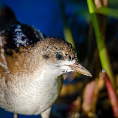 Взгляд погоныша