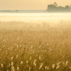 Волшебство паутинок