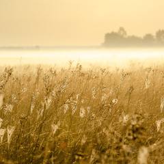 Золотой туман