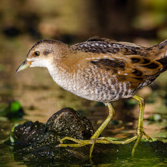 Оливковые ножки