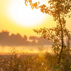 Деревце в утреннем золоте