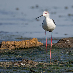 Ноги от ушей