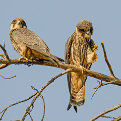 Молодые чеглоки