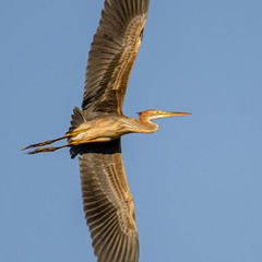 Рыжая цапля, размах крыльев.