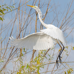 Испуг белой цапли