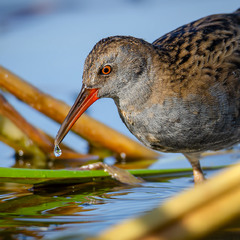 Пастушок с капелькой