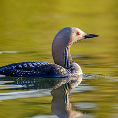 С рубиновым глазом