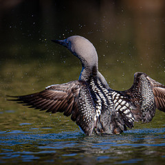 Гагара в брызгах