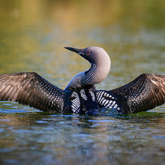 Космическая птица