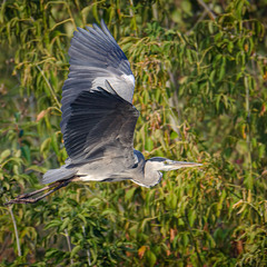 Серая в зелёном