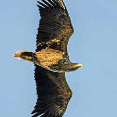 Утренний орлан