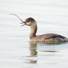 Добыча черношейки