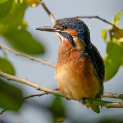 Оранжевое брюшко
