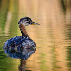 Молодая серощёкая поганка