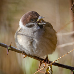 Полевой воробышек