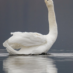 Лебедь-фотомодель