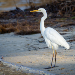 Белоснежная