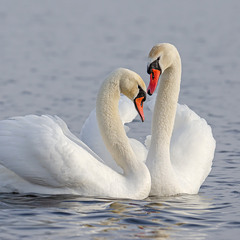 Нежные отношения