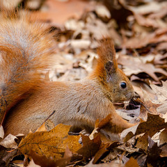 Рыжая маскировка
