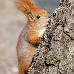 Дерево на вкус