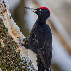 Февральский чёрный дятел