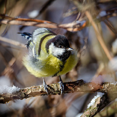 Синичкина распушнность