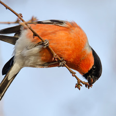 Завтрак снегиря
