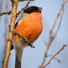 Огненная грудка