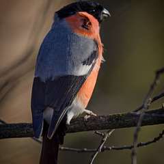 Серая спинка