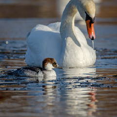 Луток и лебедь