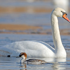 Луток на фоне шипуна