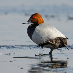 Красноглазый