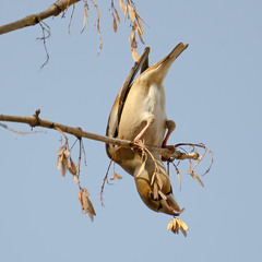 Гимнастка-дубоносиха :)