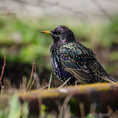 Скворец мартовский