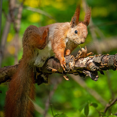 Обаятельная непосредственность
