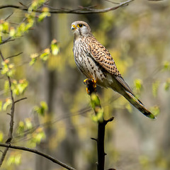 Пустельга на посту