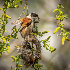 Ремез и начало его гнезда