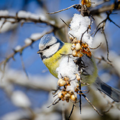 Робкая лазоревка