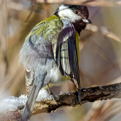 Большая синица. Момент отдыха.