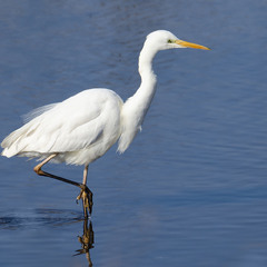 Белоснежная на синем