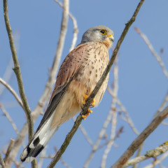 Самец пустельги
