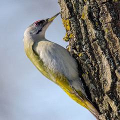 Седой дятел в профиль