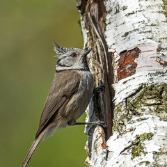 На пороге в домик