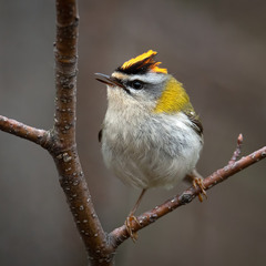 Красноголовый королёк