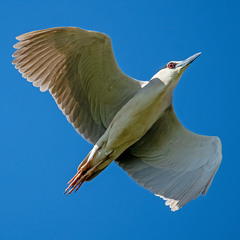 Красный глаз кваквы